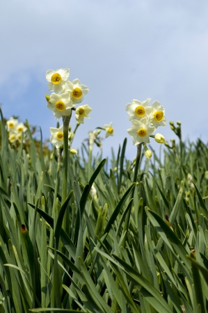 Narcissus flowersの写真素材