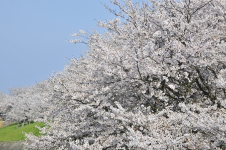 sakuraの写真素材
