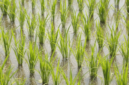 Paddyの写真素材