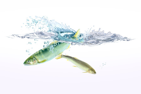 freshwater troutの写真素材