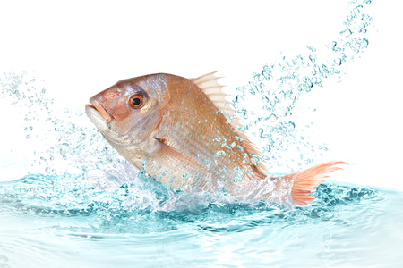 red snapper fishの写真素材