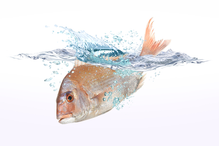 red snapperの写真素材