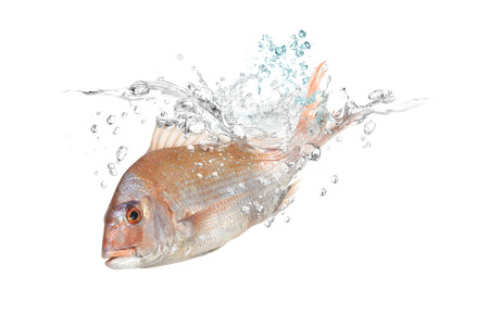 red snapper