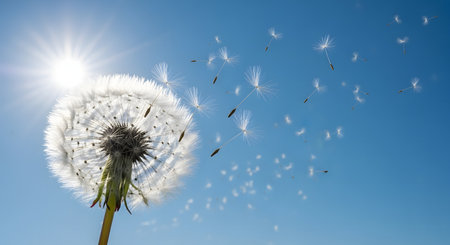 Dandelion seeds flying in the wind on a sunny day.の素材