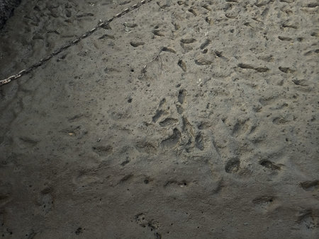 Footprints on the ground