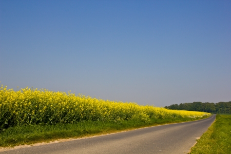 Road near a canola fieldの写真素材
