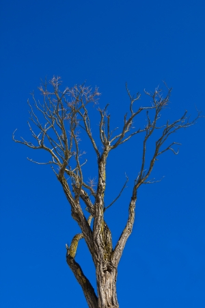 Her tree against blue skyの写真素材