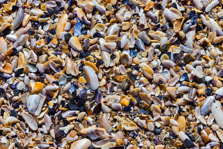 Black sea shells backgroundの写真素材