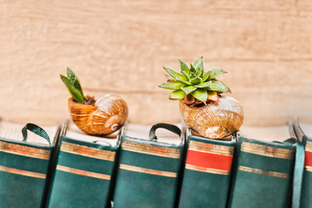 Succulent plants in snail shells putted on top of the booksの写真素材