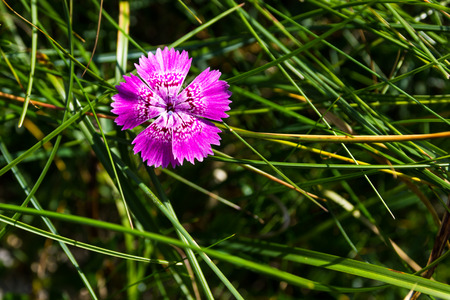 Endemic pink flower found only in Piatra Craiului mountains in romanian Carpathiansのeditorial素材
