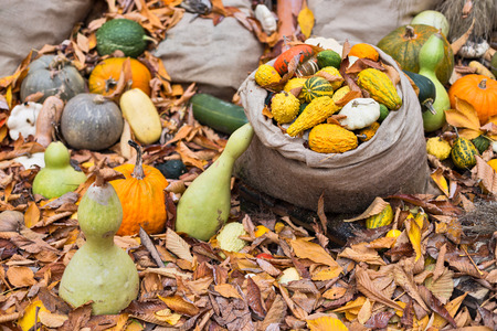 Pile of different type of pumpkins on the ground. Harvest pumpkins from the garden.の写真素材