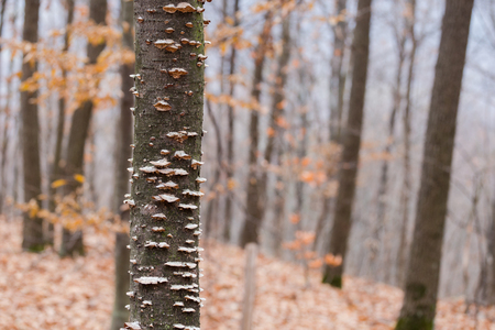 Tree fungus in the autumn forestの写真素材