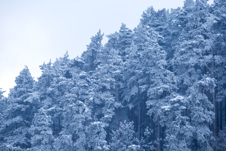 Fir forest during cold mountain winterの写真素材