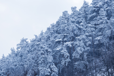 Fir forest during cold mountain winterの写真素材