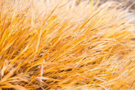 Autumn yellow grass as fall background