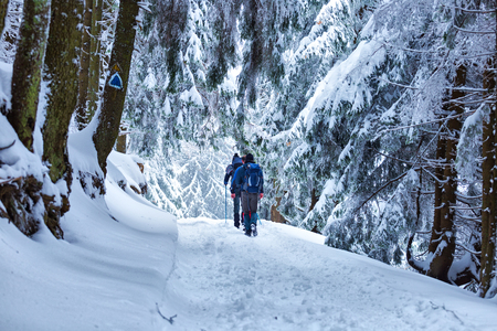 Three men on mountain trail in the fir forest during winterの写真素材