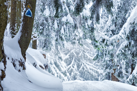 Mountain snowy trail in the fir forest during cold seasonの写真素材