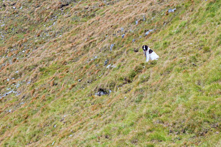 Carpathian sheperd dog standing alone in the mountain pastureの写真素材