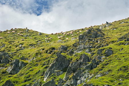 Sheep on Fagars mountains in Romania during summerの写真素材