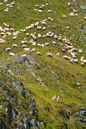 Sheep eating grass at high altidude in Fagars mountains, guarded by a dogの写真素材