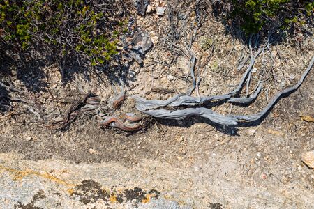Branches on the dried land of Greeceの写真素材