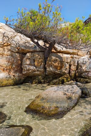 Wild cost of Greece in Platanitsi beach, Sarti with a tree emerging from the stone at shoreの写真素材