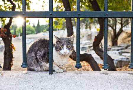 One of the Athens city's cats posing at sunsetの写真素材