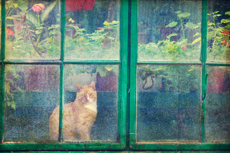 Beautiful cat at an old greenhouse window - using vintage filterの写真素材