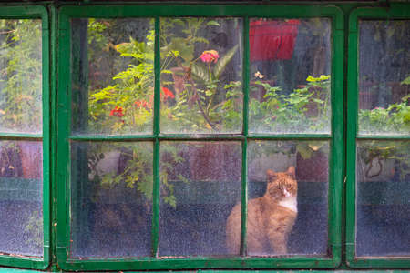 Beautiful cat at an old greenhouse windowの写真素材