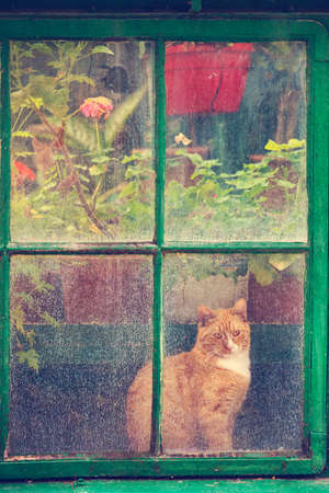 Beautiful cat at an old greenhouse window - using vintage filtersの写真素材