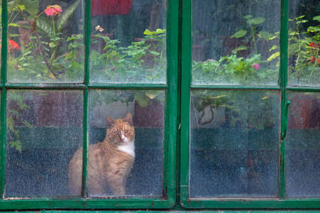 Beautiful cat at an old greenhouse windowの写真素材