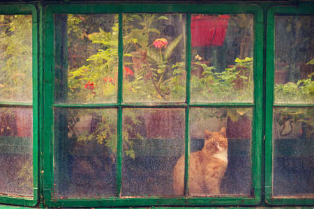 Beautiful cat at an old greenhouse window using vintage style filterの写真素材