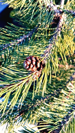 Pine and cones