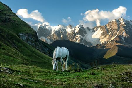 View of the highest Caucasus mountains, white horse grazes in mountain meadows, white horse, Svaneti, Caucasus, Georgiaの写真素材