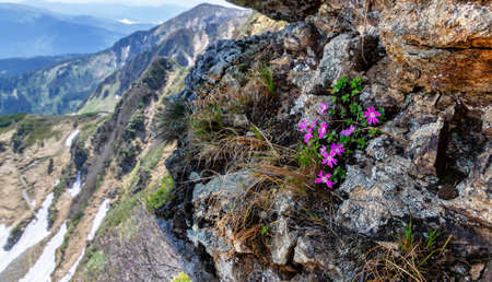 Pink flowers in the Ukrainian Carpathians, early spring in the highlands, boulders with flowersの写真素材