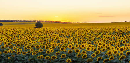 Sunflower field on a warm summer eveningの写真素材