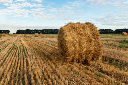 Straw bales in the field where the grain was gathered. Agriculture. Harvest.