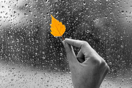 Yellow leaf in hand on a wet window. Rainy autumn day. The window is all in drops. Autumn background.の写真素材