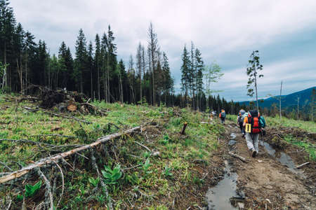 Deforestation in Carpathian Mountains. ecological problems of deforestation in the Carpathians