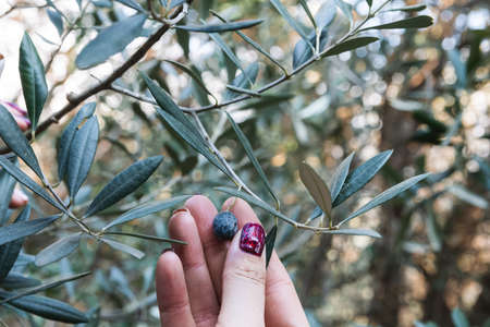 Close-up of the hands of a caucasian olive grower while he checks still unripe olives. Traditional agriculture. Ancient crafts.の写真素材