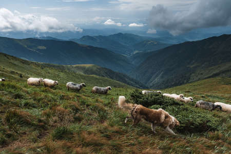 Herd of sheeps in sunny autumn mountains. Carpathians, Ukraine, Europe. Landscape photographyの写真素材