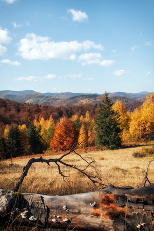 panoramic autumn landscape in the mountains, vertical autumn scenery, Ukraine, Europe, Carpathian mountainsの写真素材