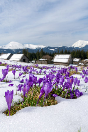 Great view of the purple crocus flower on the spring meadow. Dramatic scene. Carpathian, Ukraine, Europe. Beauty world. Soft filtered effect.の写真素材
