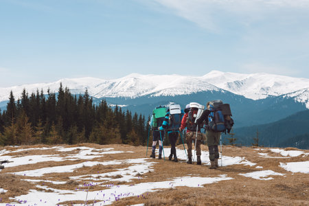 A group of tourists with backpacks moves through fields of purple saffron flowers. Snow-capped mountains in the background.の写真素材