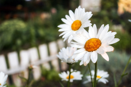 flowers at sunrise, background for text, bloomingの写真素材