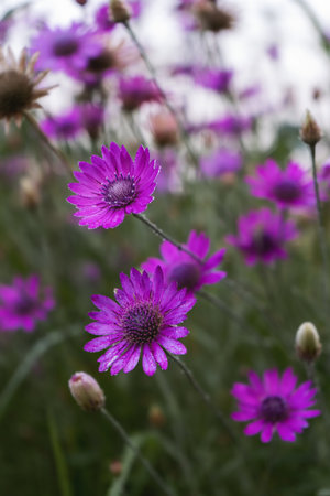 flowers at sunrise, background for text, bloomingの写真素材
