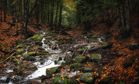 Autumn forest in the mountains. A small river and fallen leaves. Ukrainian Carpathian Mountains.の写真素材