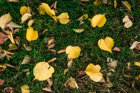 Autumn leaves,green grass,the background image can be used for text insertion. autumn backgroundの写真素材