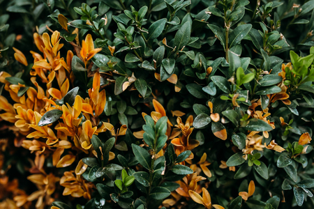Green bushes. The background for the text. The green background.の写真素材