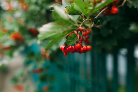 Tree with red berries ,green foliage,fence green,background image,to insert textの写真素材